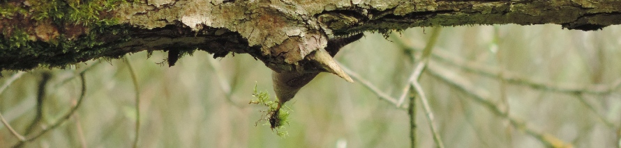 Zaunk&ouml;nig sucht Nistmaterial