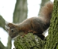 junges Eichh�rnchen