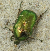 gr�n gl�nzender Kaefer