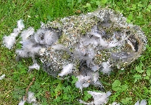 zerst&ouml;rtes Schwanzmeisennest