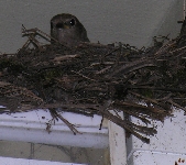 Hausrotschwanz auf einer Leuchtstofflampe im Bahnhof