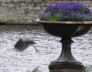 abfliegender Graureiher