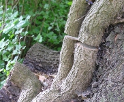 Efeu-Killer in Sanssouci