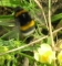 Erdhummel am Feldrain