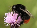 Steinhummel auf Diestel