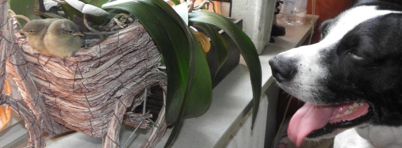 2 Zilpzap und der Hund Toby