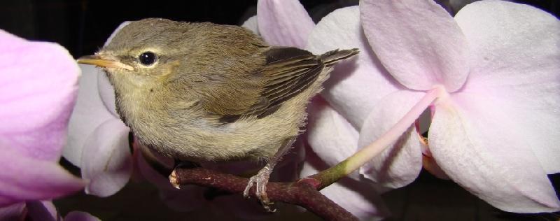 Junger Zilpzalp in einer Orchide