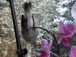 akrobatischer Zilpzalp macht zwischen Orchidenbl&uuml;ten Kopfstand