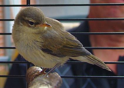 Zilpzalp Handaufzucht unmittelbar vor der Auswilderung