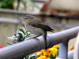 ilpzalp mit heruntergeschlagenem Sto&szlig;