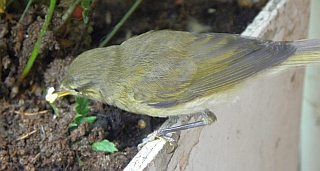 Zilpzalp, erste Mahlzeit in Freiheit