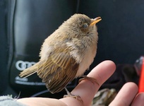 Verletzter junger Zilpzalp